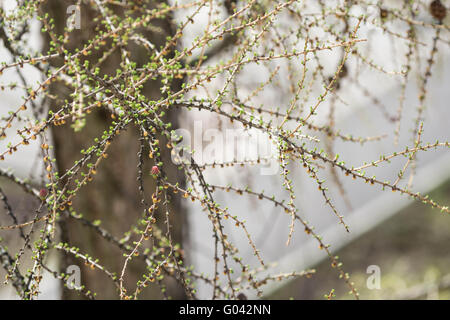 Kleine Junge Blätter im Frühjahr an einem Baum Lärche Stockfoto