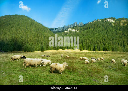 Schaf-Farm in den Bergen. Tatra buntes Bild Stockfoto