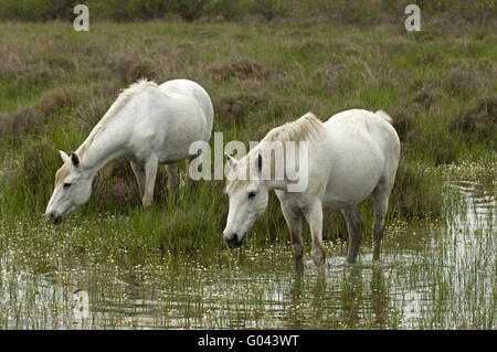 Camargue-Pferde Futtersuche in einem überschwemmten Feuchtgebiet Stockfoto