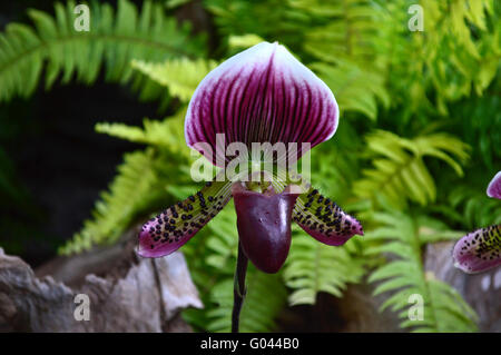 Lady Slipper orchid, Paphiopedilum sp., Familie Orchidaceae, Zentrale von Thailand Stockfoto