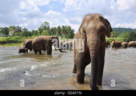 Baden Elefanten in Pinnawela Stockfoto