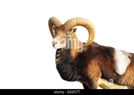 Nahaufnahme von großer Mufflon Widder isoliert auf weiß (Ovis Orientalis) Stockfoto