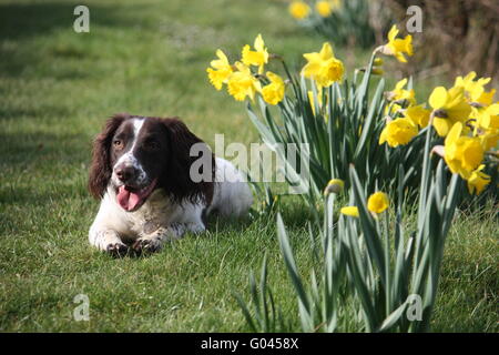 Working English Springer Spaniel und Narzissen Stockfoto