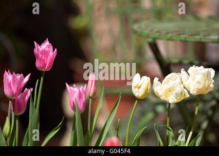 Tulpen im Stadtgarten. Stockfoto