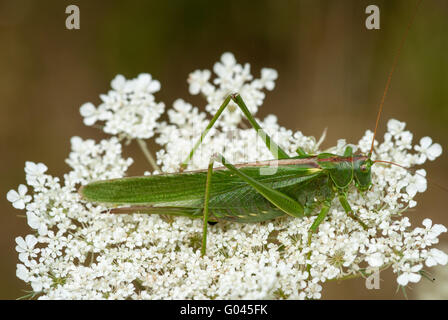 Große grüne Bush-Cricket (Tettigonia Viridissima) Stockfoto