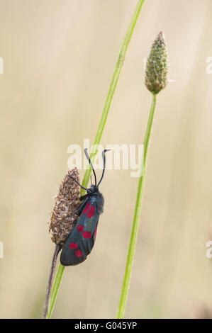 Sechs-Spot Burnet (Zygaena Filipendulae), Deutschland Stockfoto