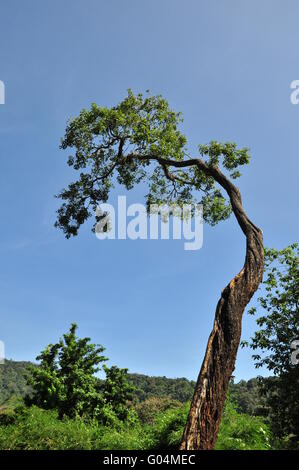 Baum allein Stockfoto