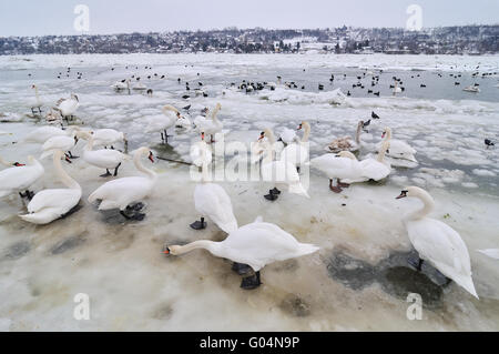 Schwäne am zugefrorenen Fluss Stockfoto