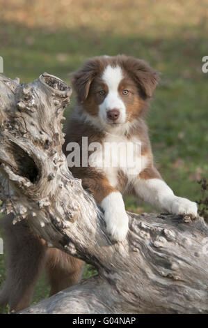 Junge Australian Shepherd, Red Tri, auf einem Baum-Protokoll Stockfoto