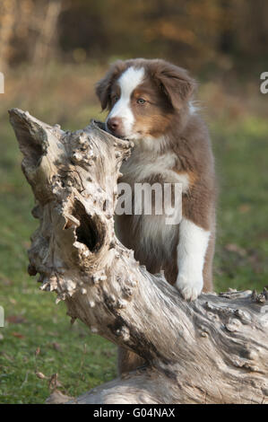 Junge Australian Shepherd, Red Tri, auf einem Baum-Protokoll Stockfoto
