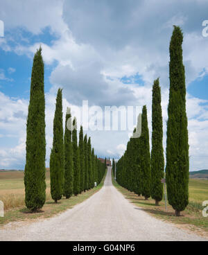 Zypressenallee Stockfoto