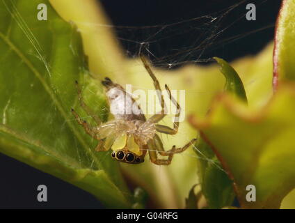 Unterseite auf eine Springspinne, während es seine Web Spinnerei war. Stockfoto