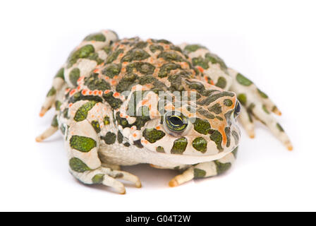 Bufo Viridis. Grüne Kröte auf weißem Hintergrund. Stockfoto