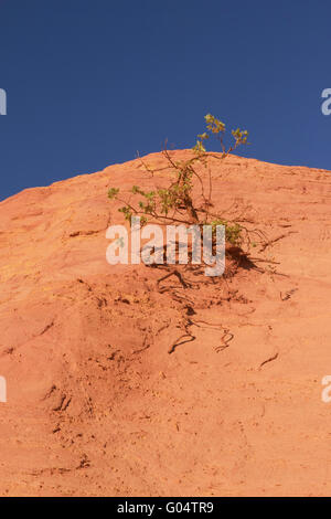 Baum wächst auf eine Orange ockerfarbenen Hügeln und blauen Himmel im Hintergrund. Ockerfarbenen Felsen (Französisch Colorado) in der Nähe von Rustrel Stockfoto