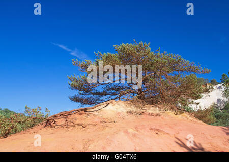 Weit verzweigte Kiefer auf dem Ocker Hügel, hat eine orange Farbe. Blauen Himmel im Hintergrund. Stockfoto