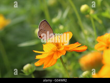 Schmetterling, Chilades Pandava oder blaue Cycad auf einer Cosmos Blume in einem Park. Stockfoto