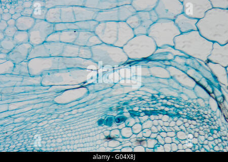 Mikroskopie Schliffbild Pflanzengewebe, Stiel des Kürbis Stockfoto
