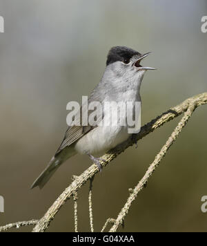 Mönchsgrasmücke - Sylvia Atricapilla - männlich Stockfoto