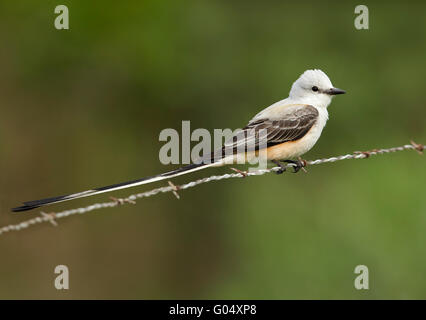 Schere – Tailed Flycatcher - Tyrannus forficatus Stockfoto