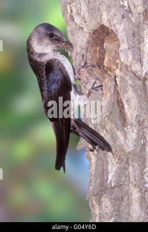 Purpurroter Martin - subis Progne Stockfoto