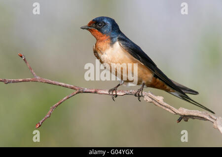 Rauchschwalbe - Hirundo Rustica - männlich Stockfoto