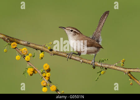 Bewick ´s Wren - Thryomanes bewickii Stockfoto