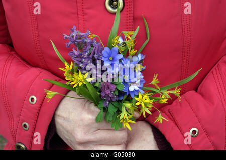 Die ältere Frau hält die ersten sanften Frühlingsblumen in der hand. Kalten bewölkten Tag Stockfoto