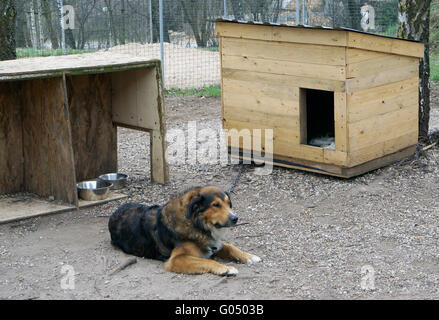 Die alten Kranken Straßenhund erreicht das Alter in einem herrenlosen Tiere Tierheim Stockfoto