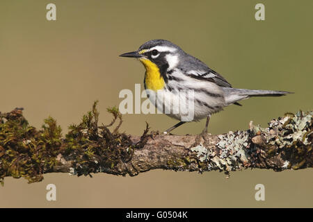 Gelb – Throated Warbler - Setophaga dominica Stockfoto