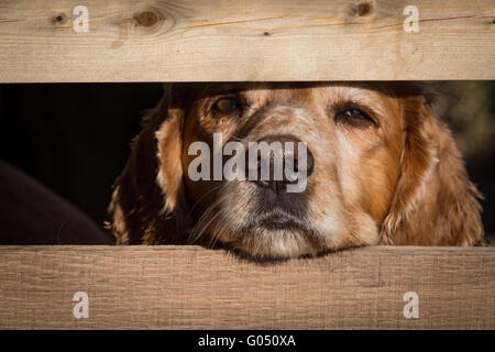 Cocker Spaniel durchsucht Zaunpfosten mit nassen Nase Stockfoto