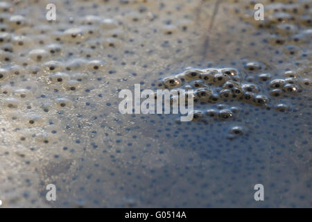 Frosch-Laich im Wasser hautnah Stockfoto