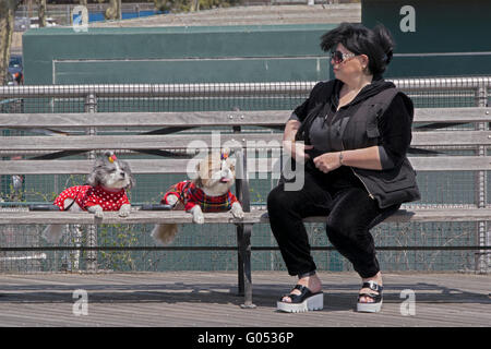 Eine Frau auf einer Bank mit ihren zwei Lahasa Apso Welpen, jeweils mit einer Weste & Schleife im Haar. Auf Coney Island, Brooklyn, New York Stockfoto