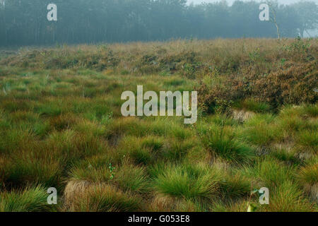 Hochmoor in den Herbst Stockfoto