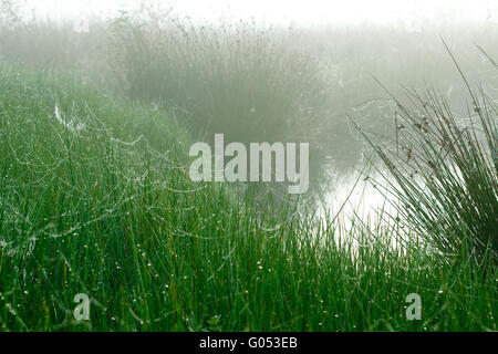 Nebel in das Hochmoor Stockfoto