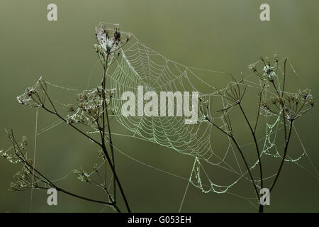 Spinnennetz in ein Hochmoor Stockfoto