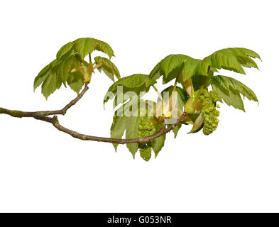 Bergahorn - Acer Pseudoplatanus Aceraceae. Höhe bis 35m Vigorous, Laubbaum zu verbreiten. Rinde grau, zerklüftet und Abplatzungen. Stockfoto