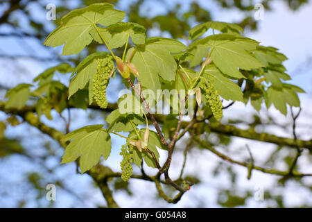 Bergahorn - Acer Pseudoplatanus Aceraceae Stockfoto