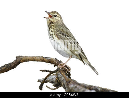 Baumpieper - Anthus trivialis Stockfoto