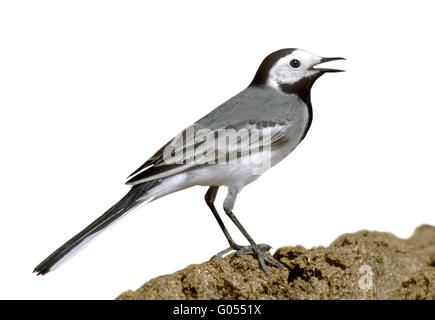 Weiße Bachstelze - Motacilla Alba Alba Stockfoto