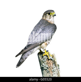 Merlin - Falco Columbarius - Männchen Stockfoto