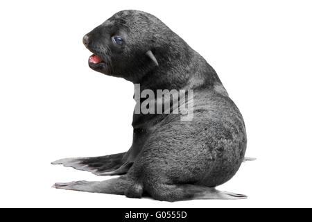 SÜDAFRIKANISCHER SEEBÄR Stockfoto