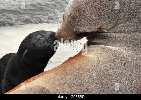 SÜDAFRIKANISCHER SEEBÄR Stockfoto