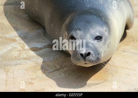 LITTLE HARBOR SEAL Stockfoto