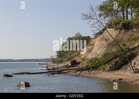 Umgestürzte Bäume auf dem Steilufer Brodtener, Baltic S Stockfoto