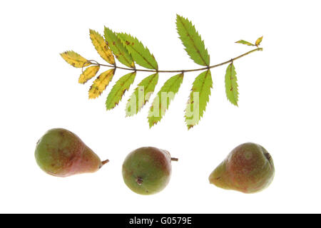 Blätter und Früchte des Baumes Sorb (Sorbus domestica Stockfoto
