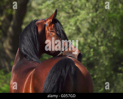 Arabischer Hengst Stockfoto