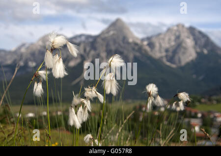 Weißem Wollgras gegen das Mieminger Gebirge Stockfoto