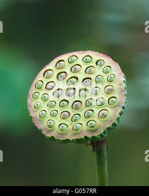 Frucht des Weißen Lotus Stockfoto