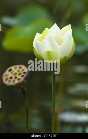 Weißer Lotus Stockfoto