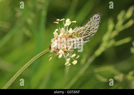 Blüte der Plantago lanceolata Stockfoto